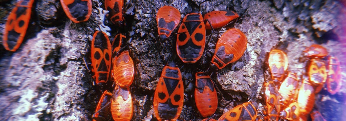Insecten: vriend of vijand?