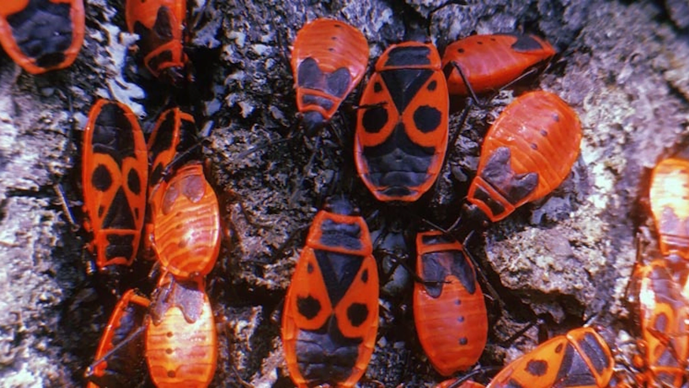 Insecten: vriend of vijand?