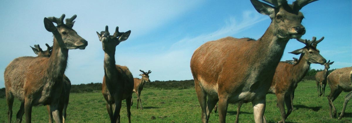 Bestudeer wilde dieren in de Hoge Veluwe