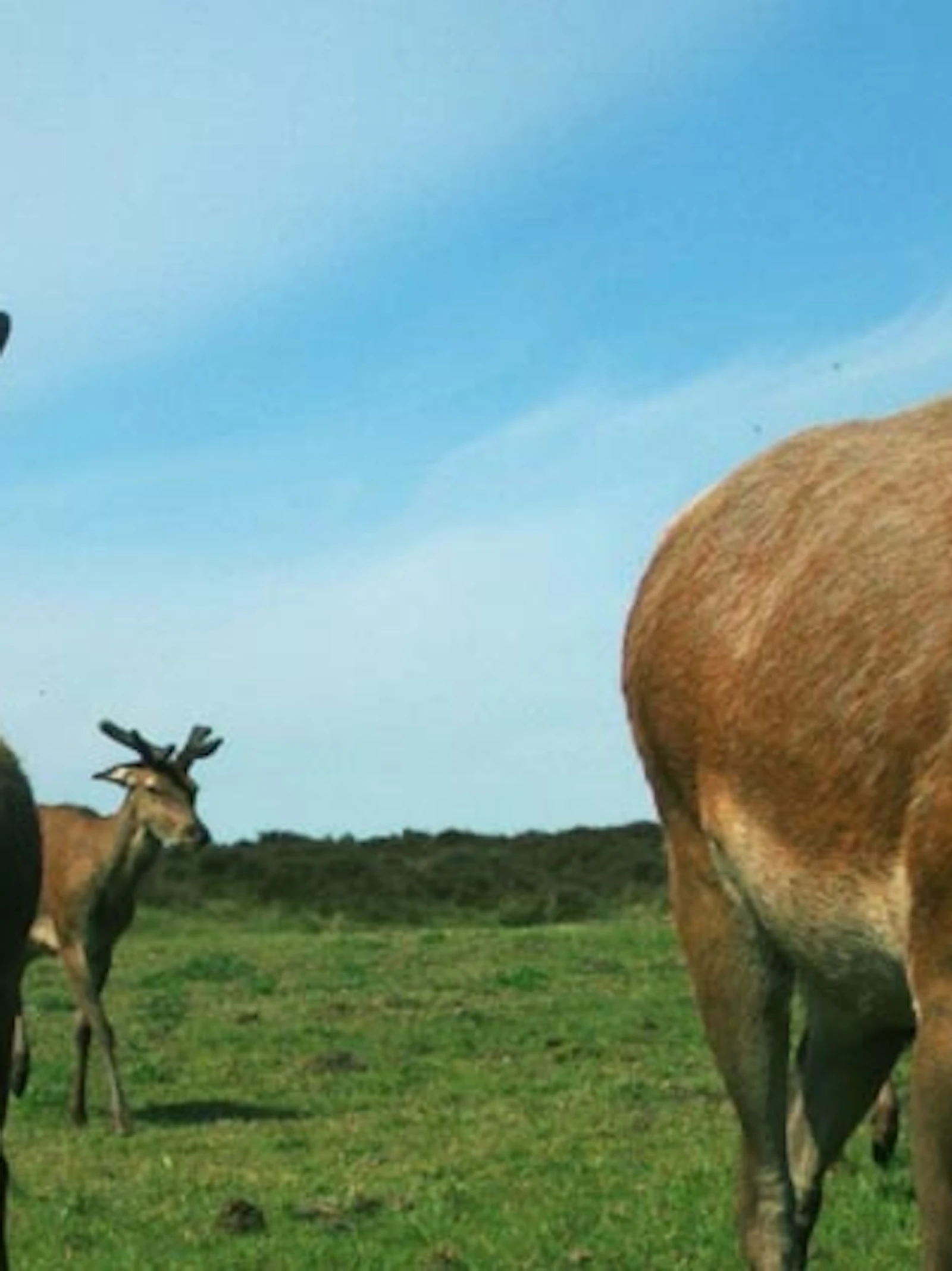 Bestudeer wilde dieren in de Hoge Veluwe