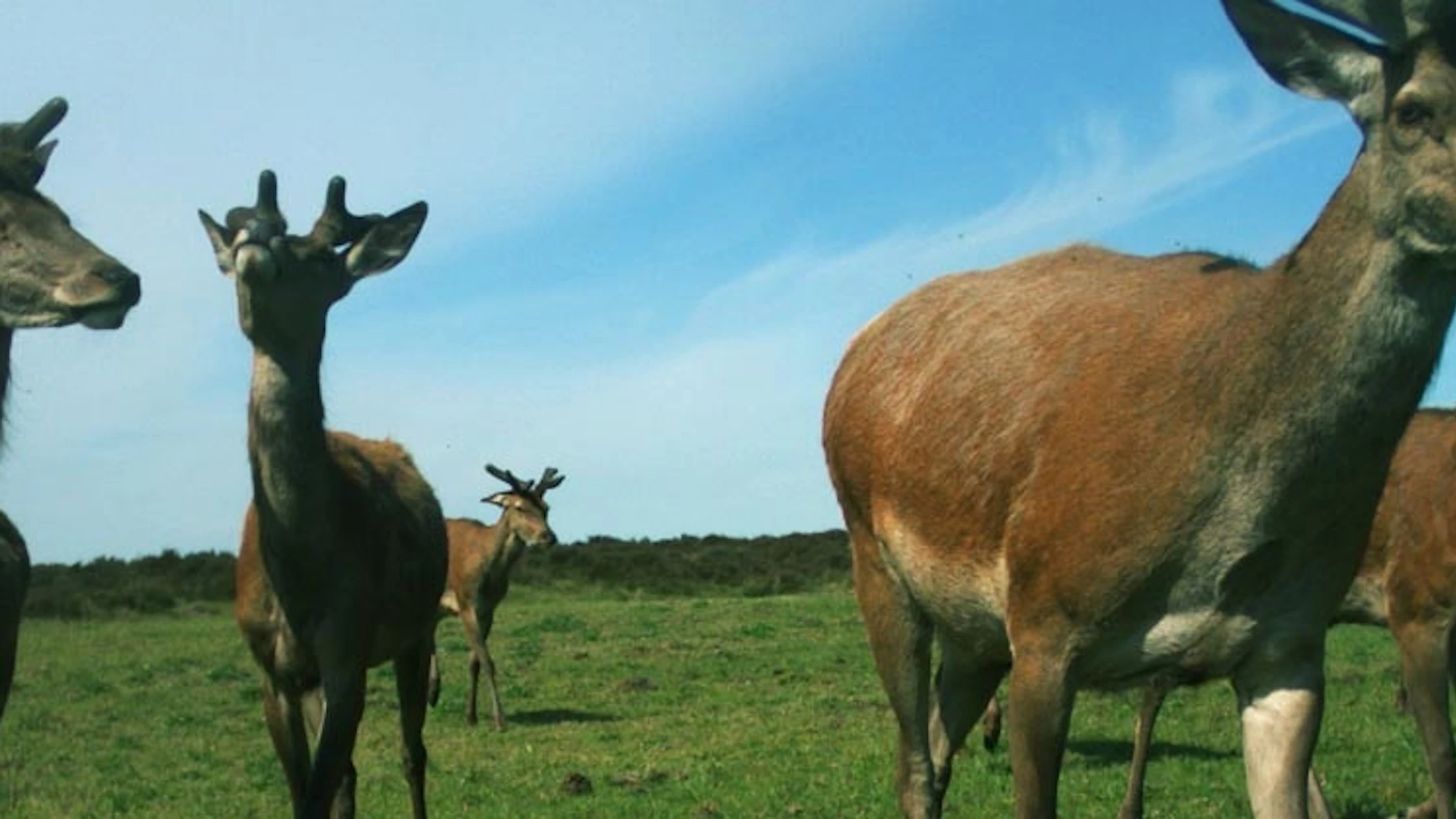 Bestudeer wilde dieren in de Hoge Veluwe