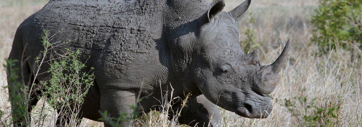 Hoe de sterren dieren kunnen helpen