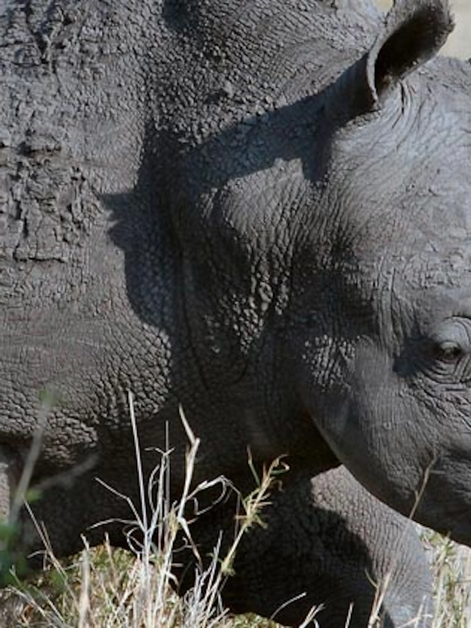 Hoe de sterren dieren kunnen helpen