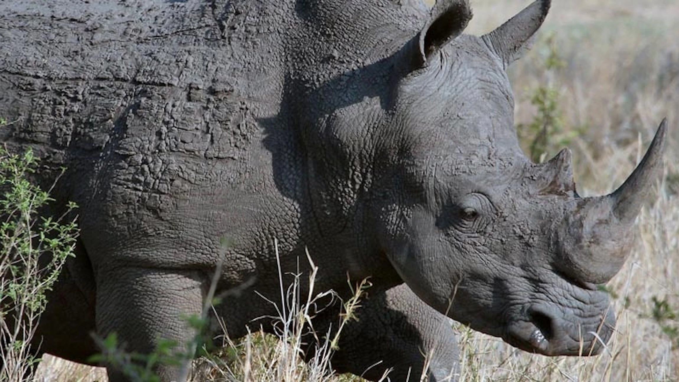 Hoe de sterren dieren kunnen helpen