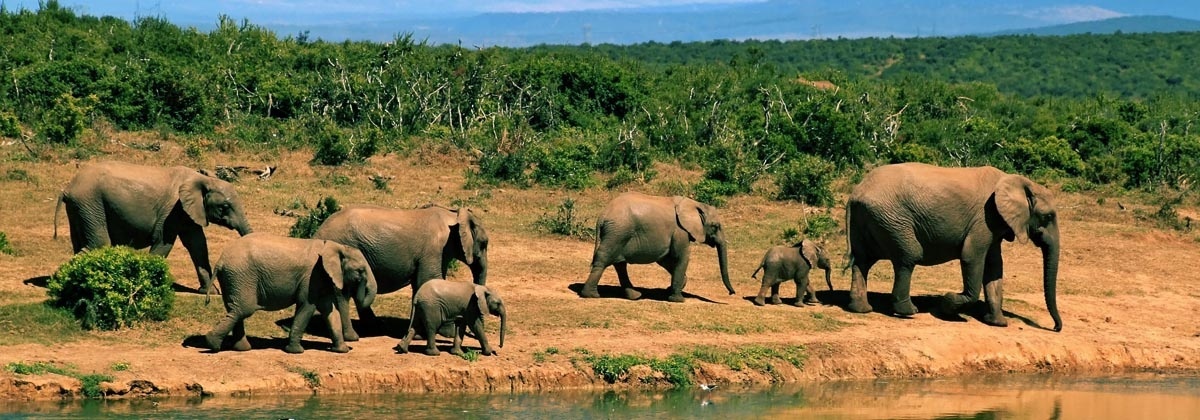 Ontmoet het dierenrijk van Zuid-Afrika