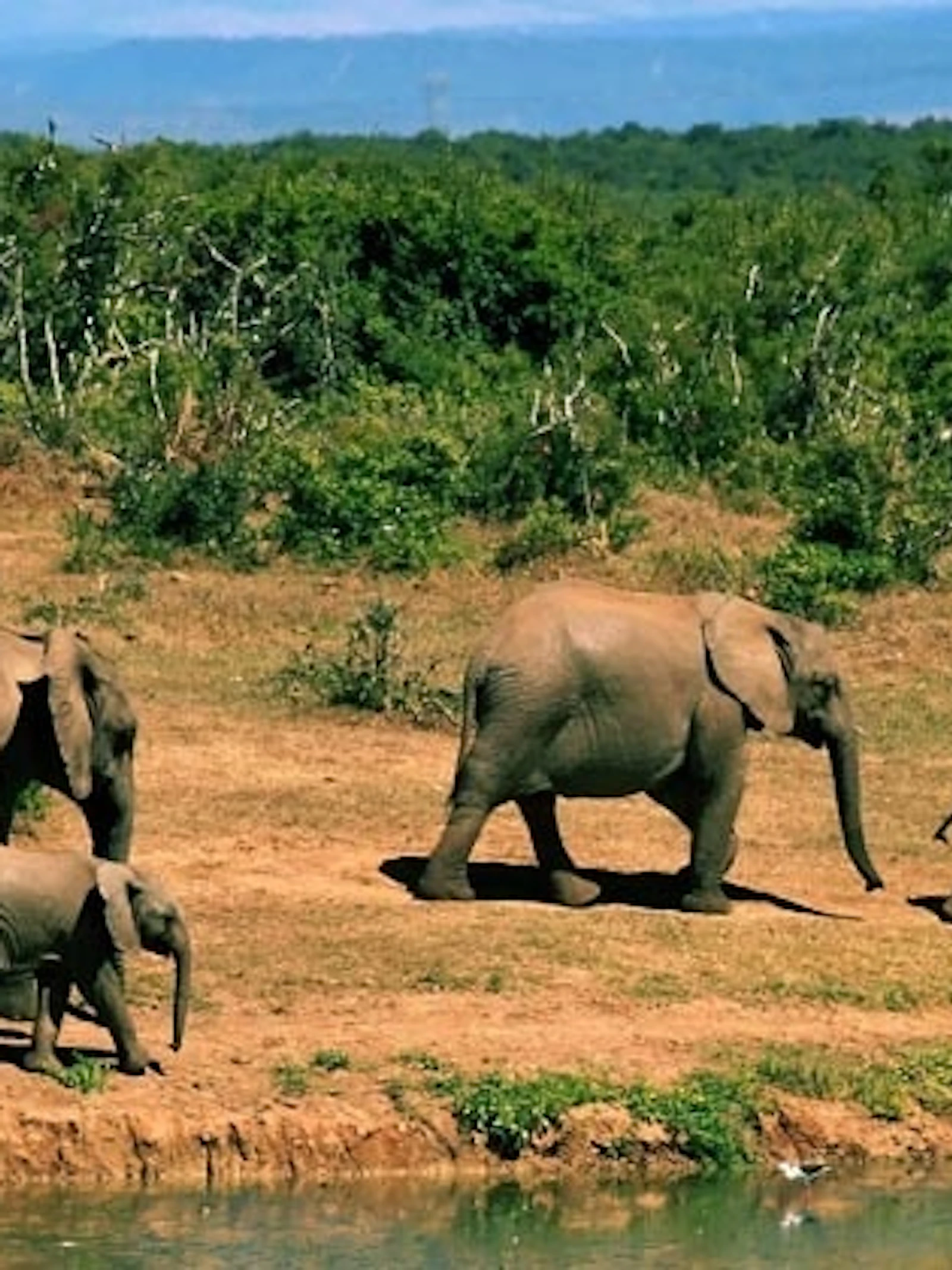 Ontmoet het dierenrijk van Zuid-Afrika