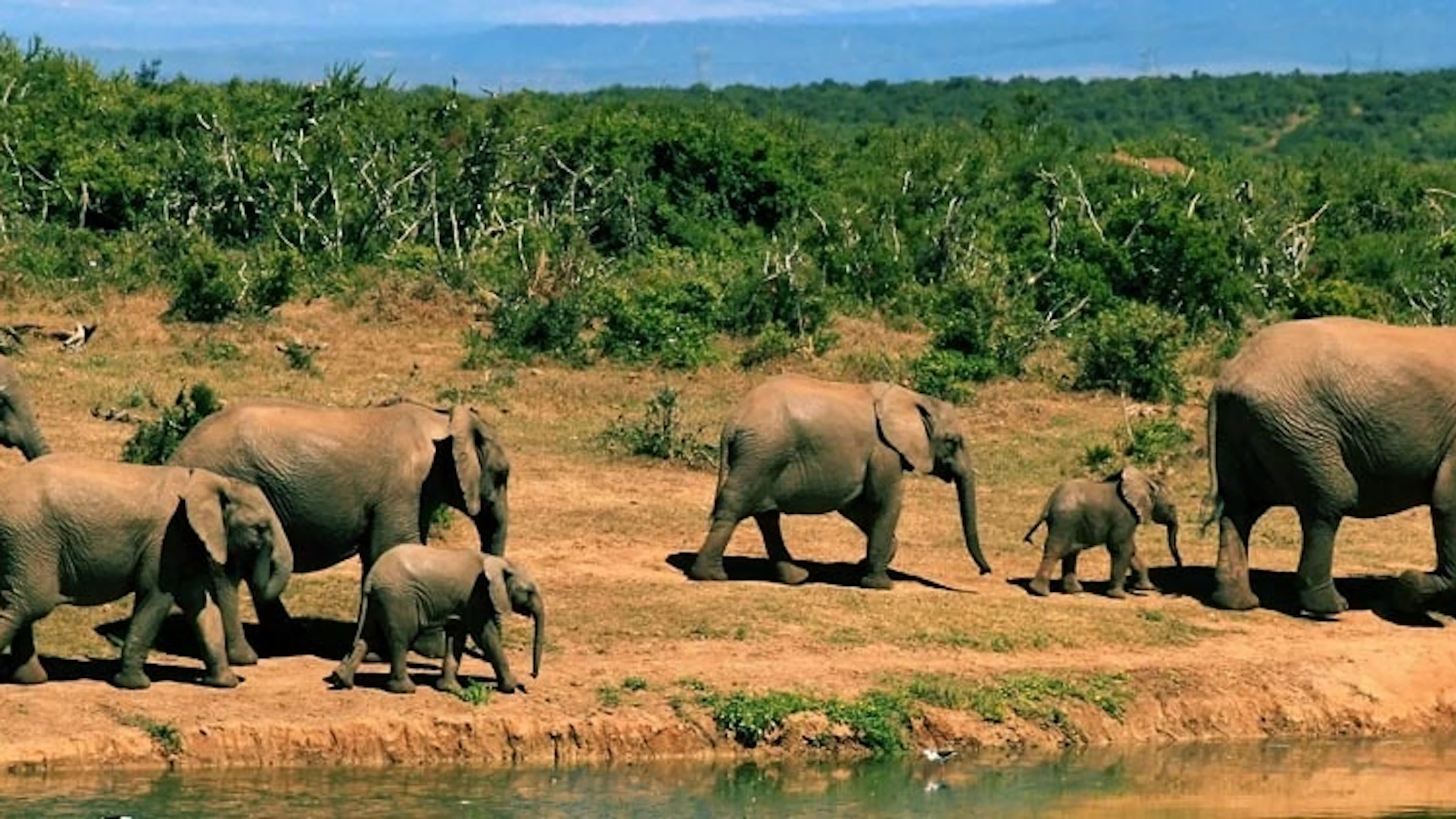 Ontmoet het dierenrijk van Zuid-Afrika