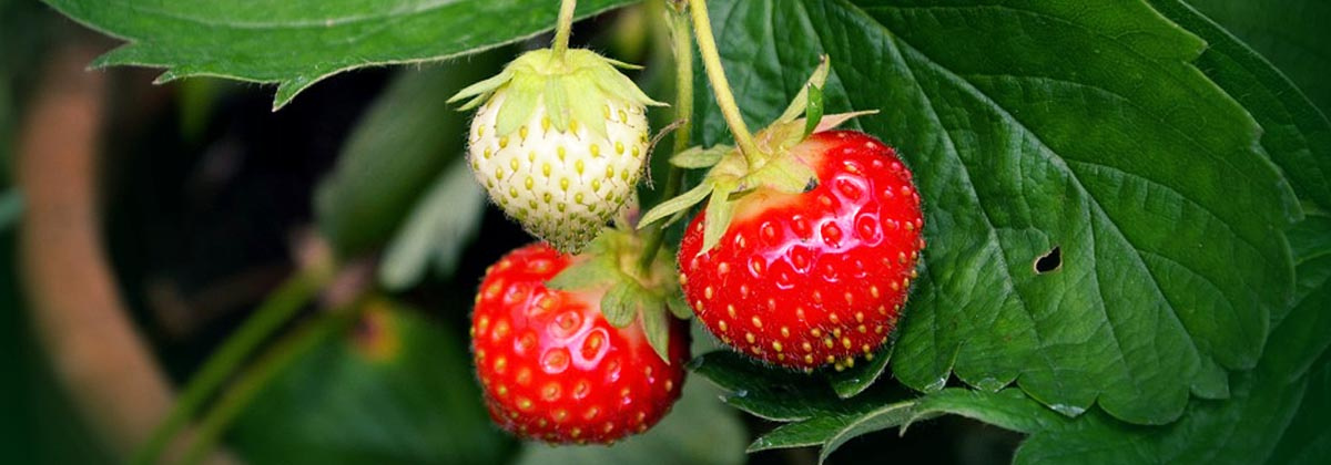 Hoe aardbeien Europa veroveren