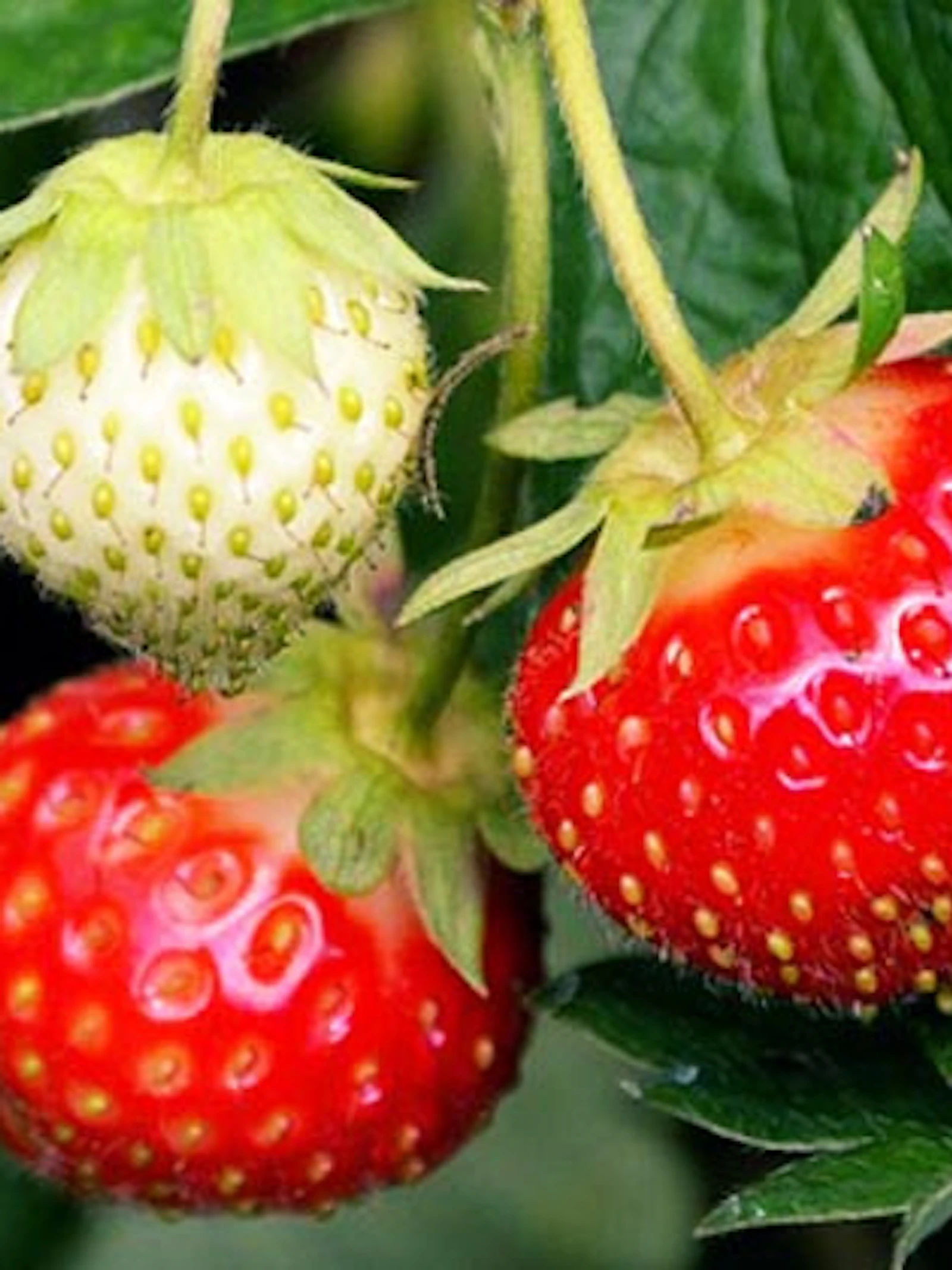 Hoe aardbeien Europa veroveren