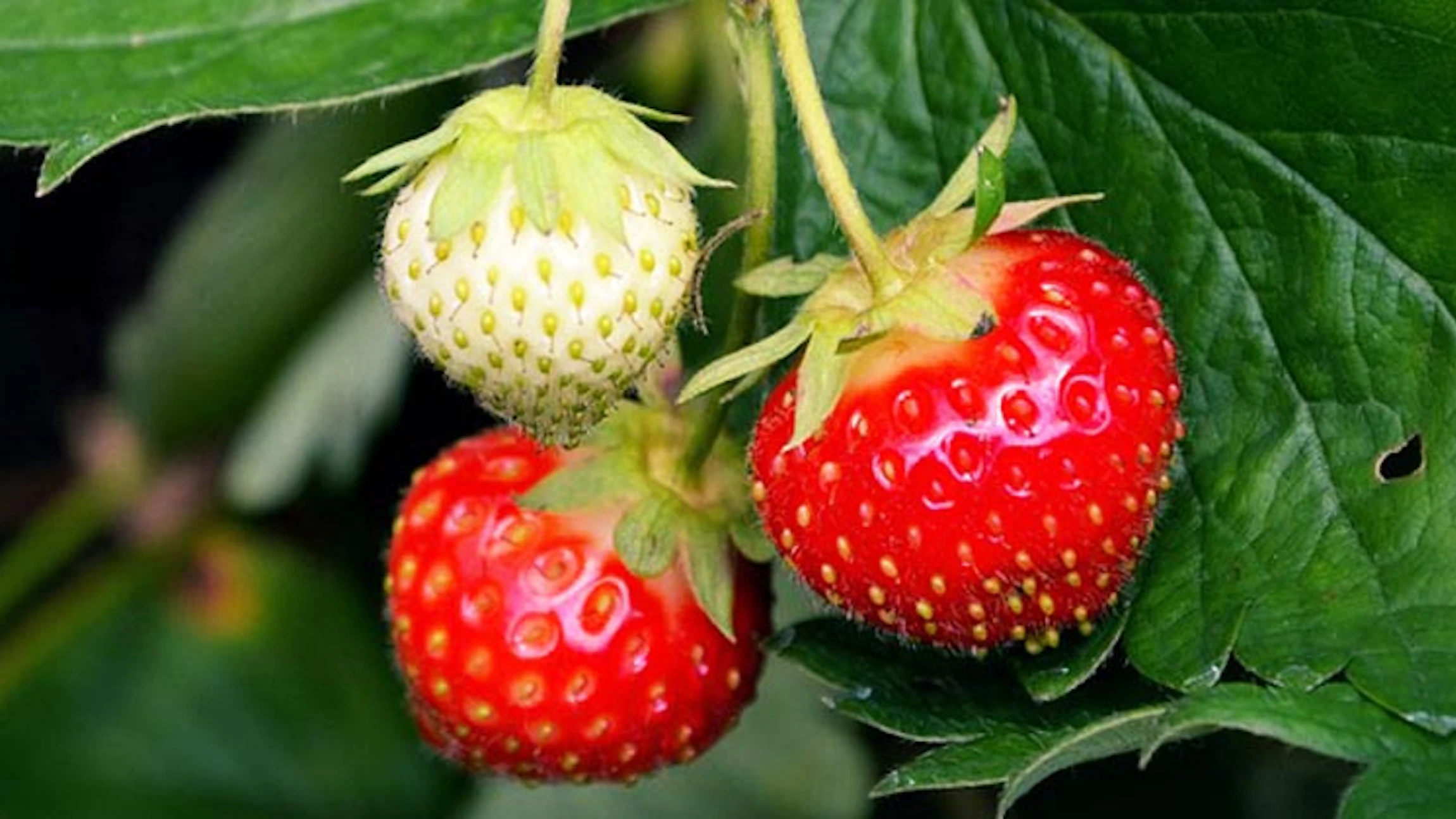 Hoe aardbeien Europa veroveren