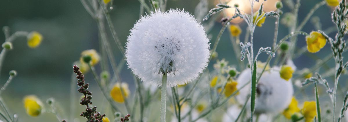 Onderzoek paardenbloemen