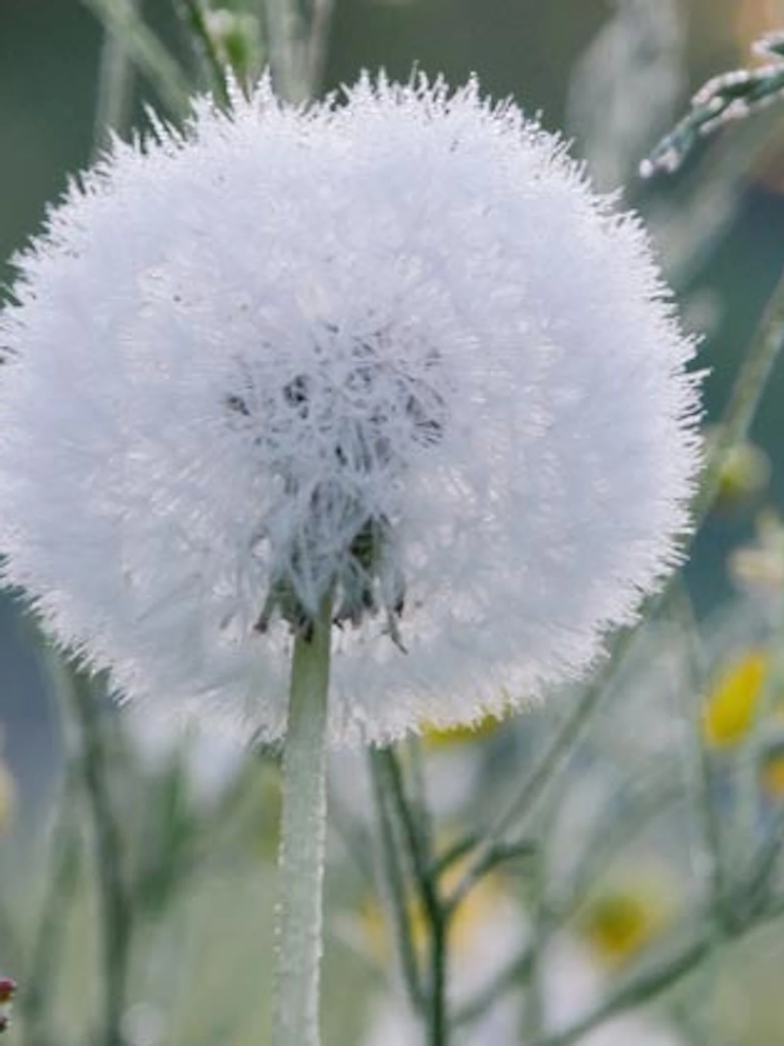 Onderzoek paardenbloemen