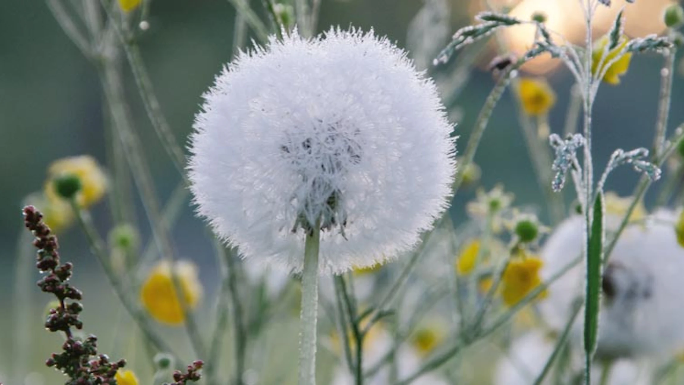 Onderzoek paardenbloemen