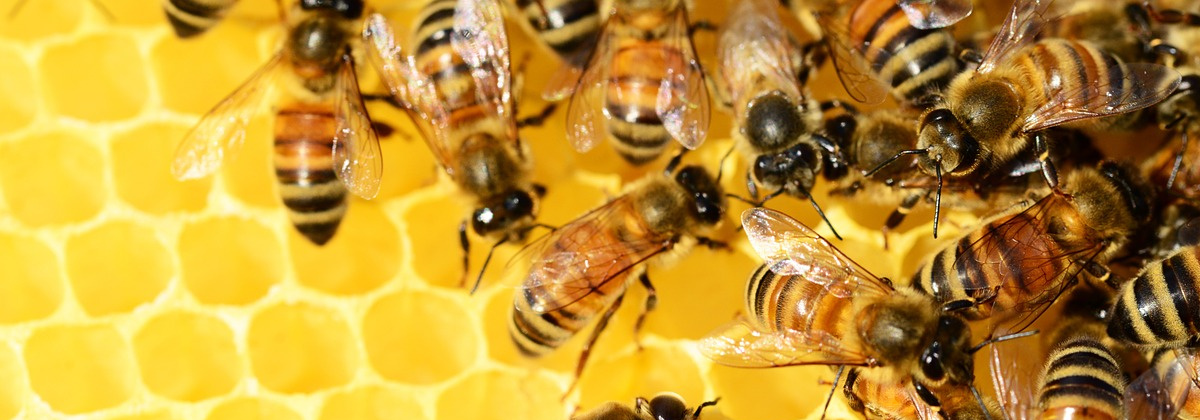 Word insectenspecialist