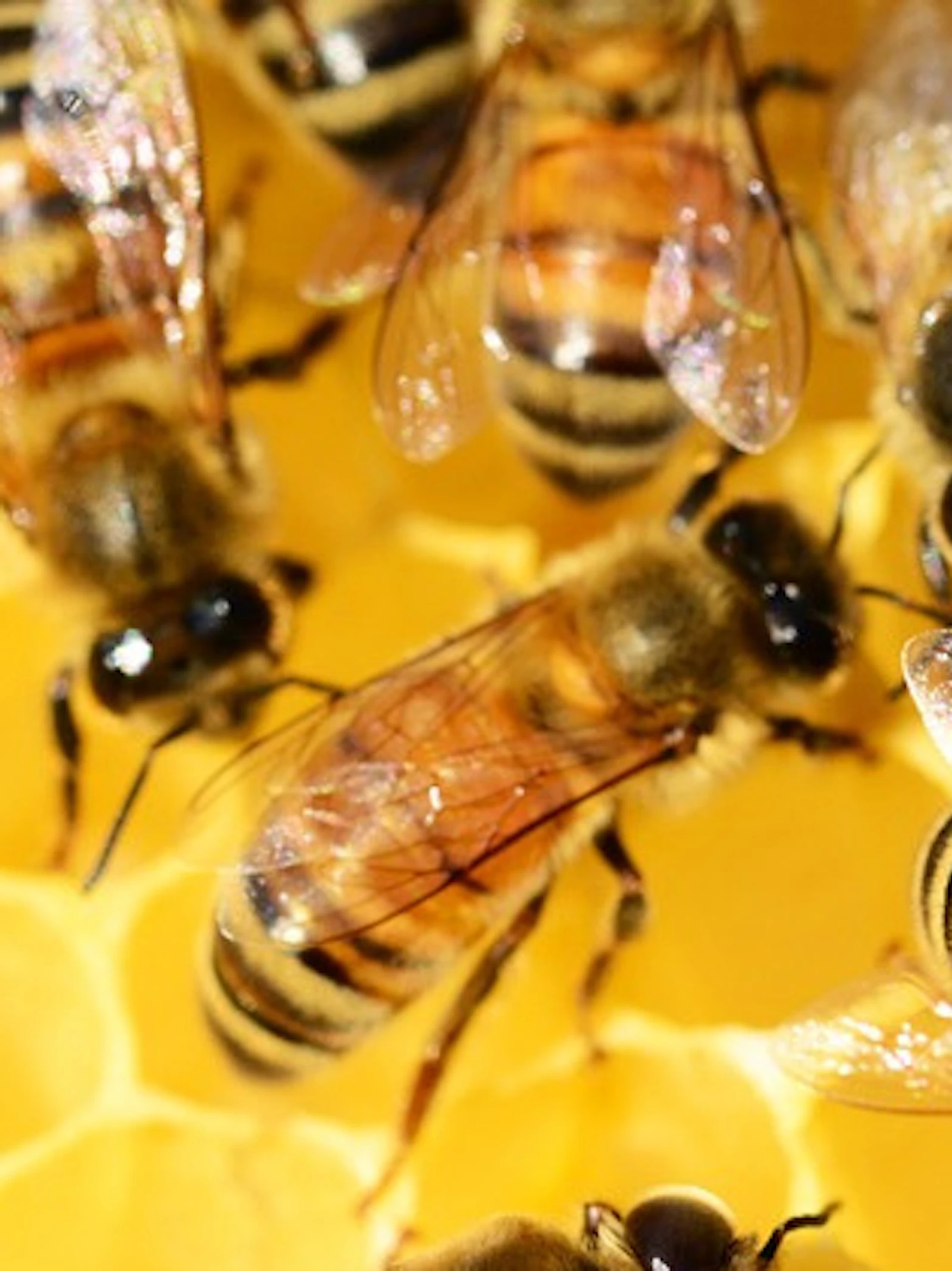Word insectenspecialist