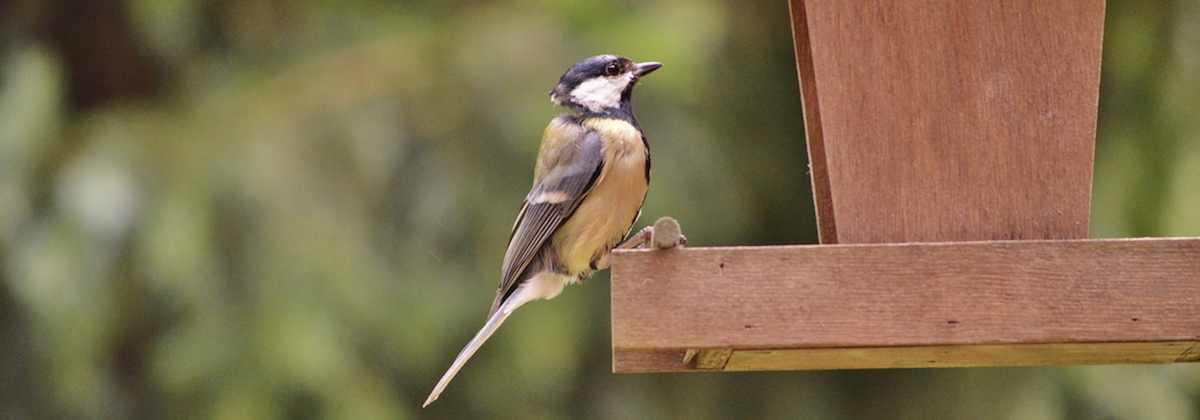 Bestudeer het gedrag van vogels
