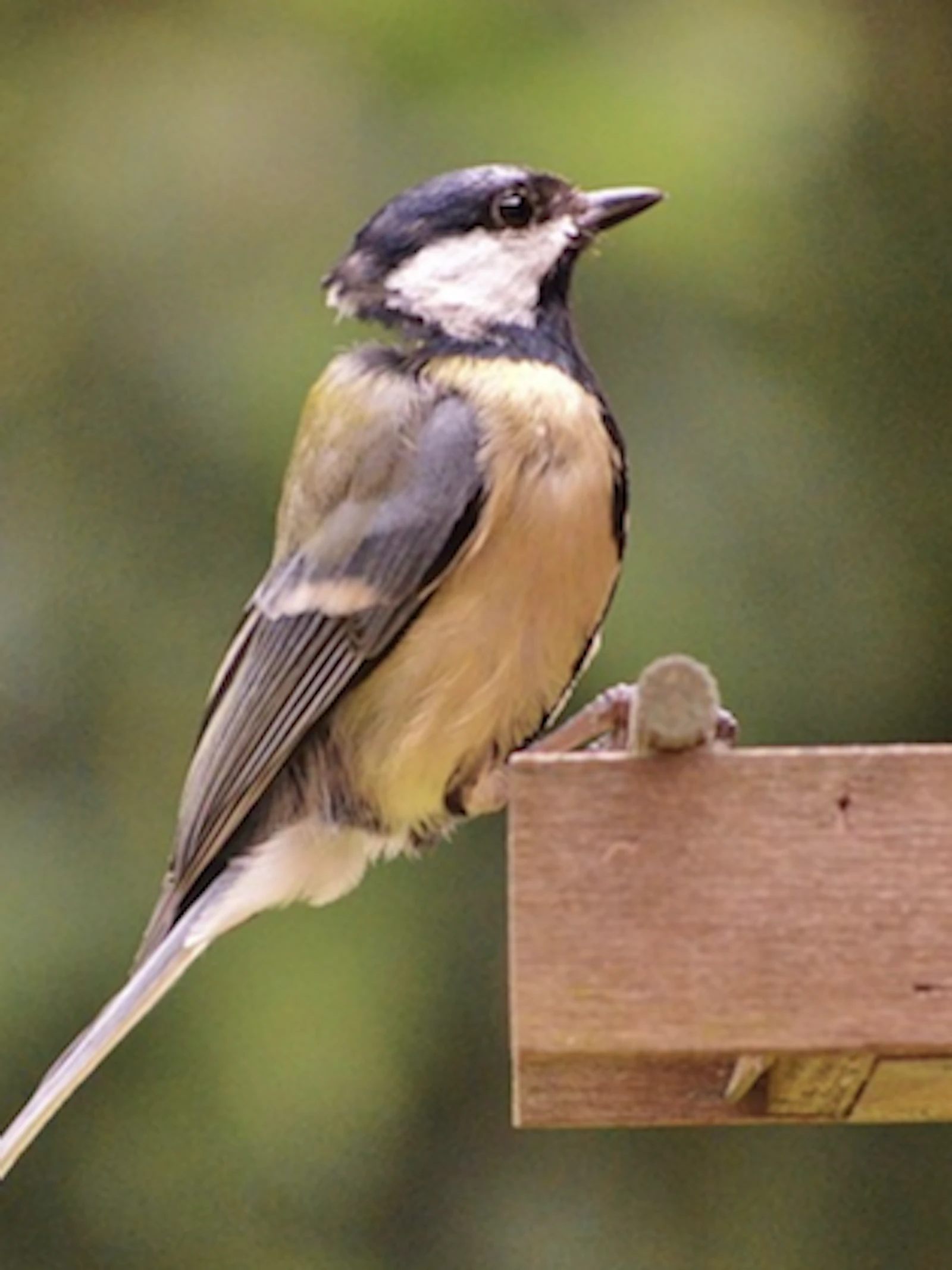 Bestudeer het gedrag van vogels