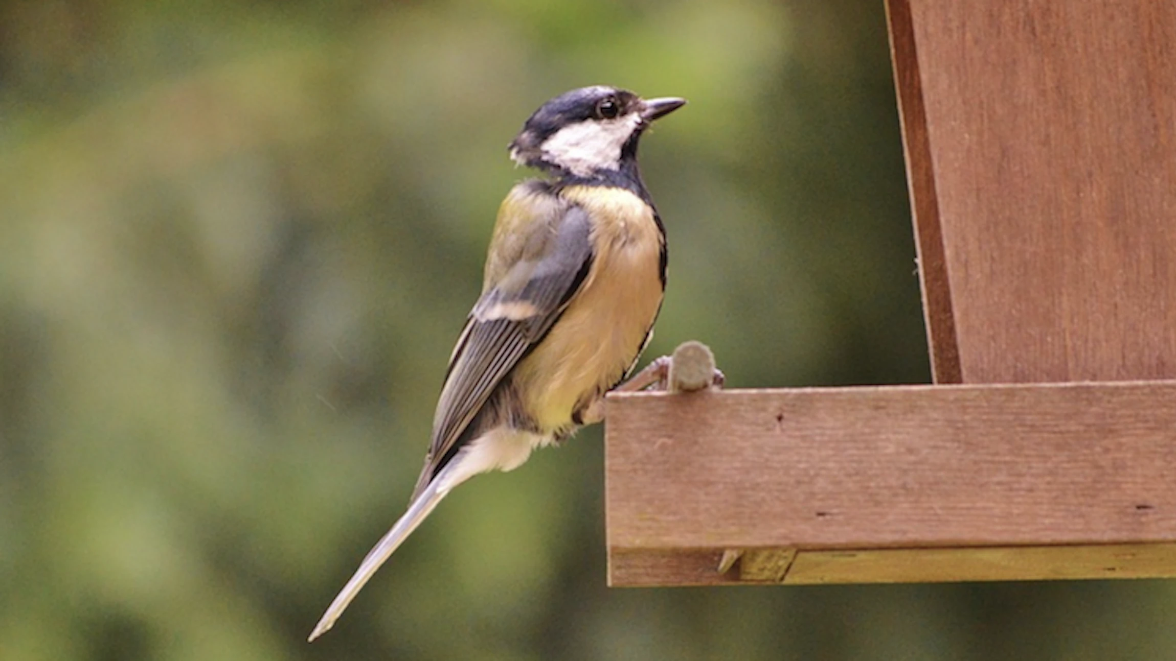 Bestudeer het gedrag van vogels