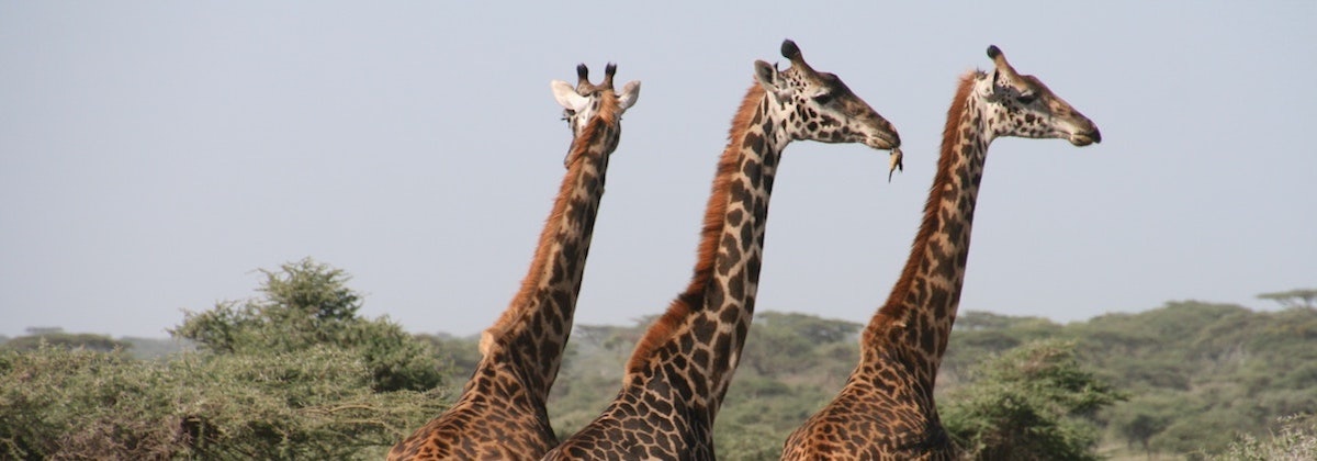 Hoe lang is een giraffennek?