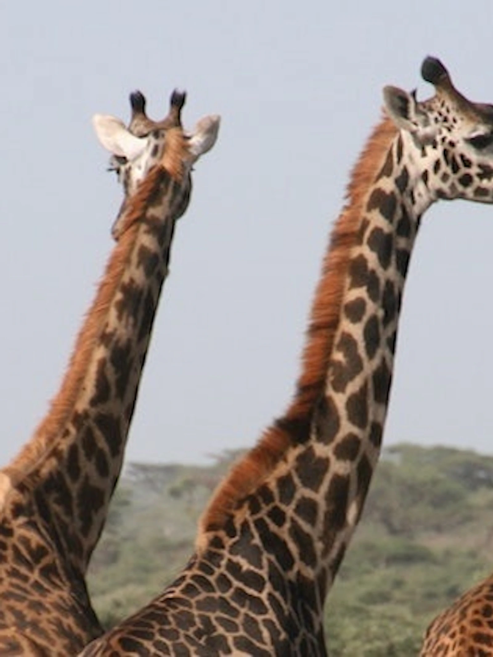 Hoe lang is een giraffennek?