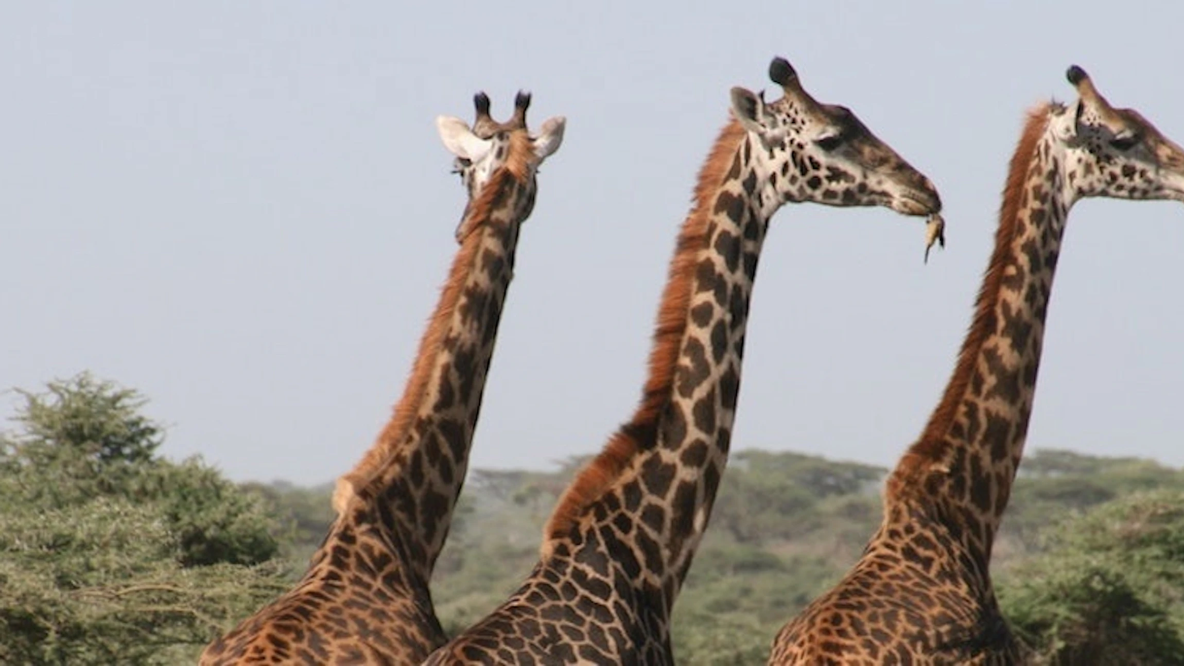 Hoe lang is een giraffennek?