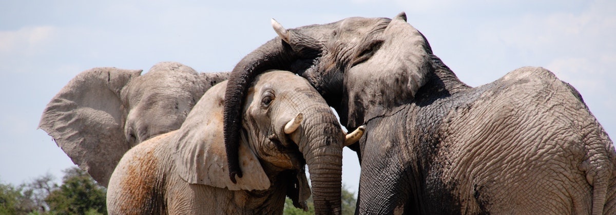 Red de bedreigde Afrikaanse fauna