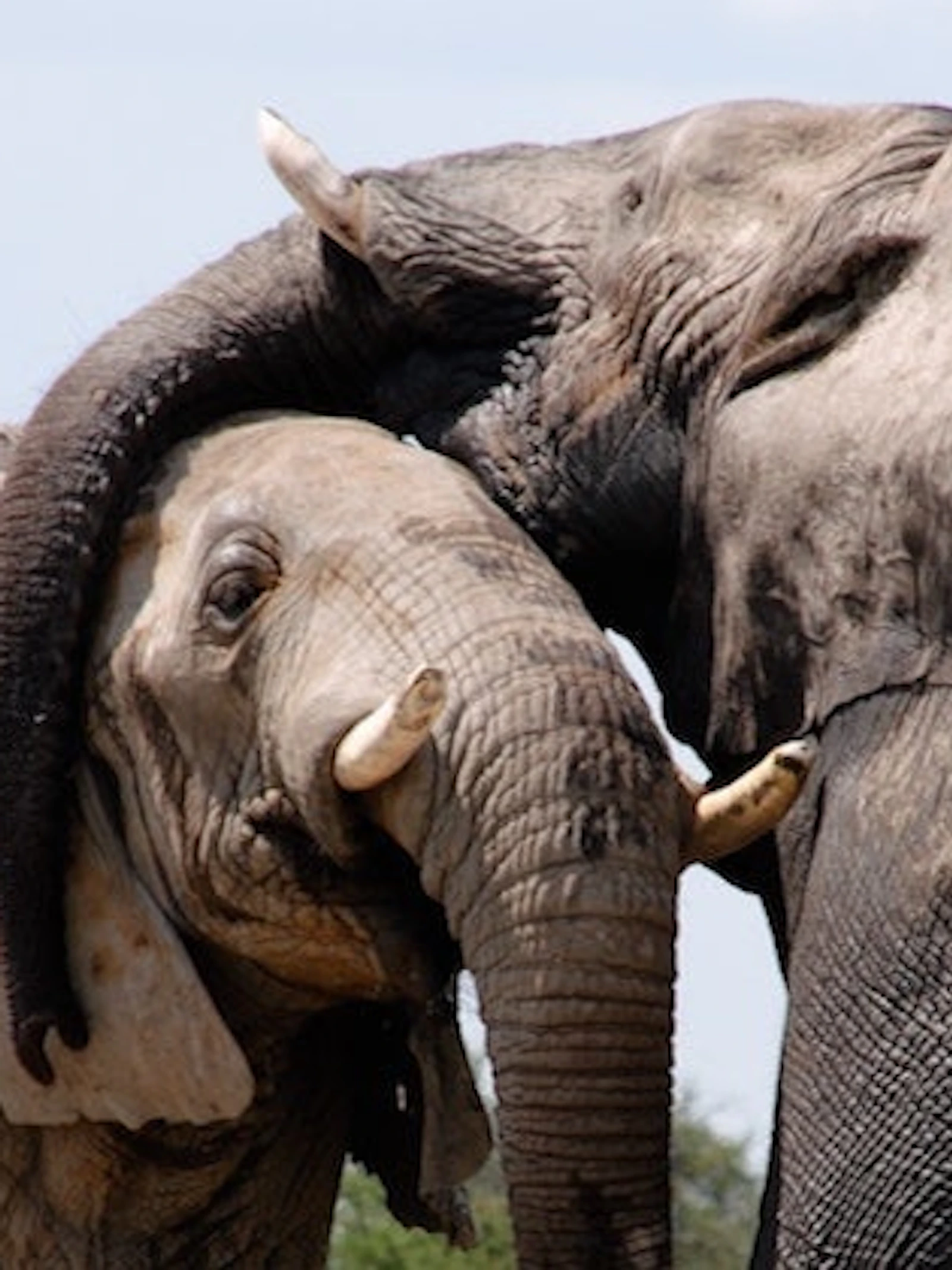 Red de bedreigde Afrikaanse fauna