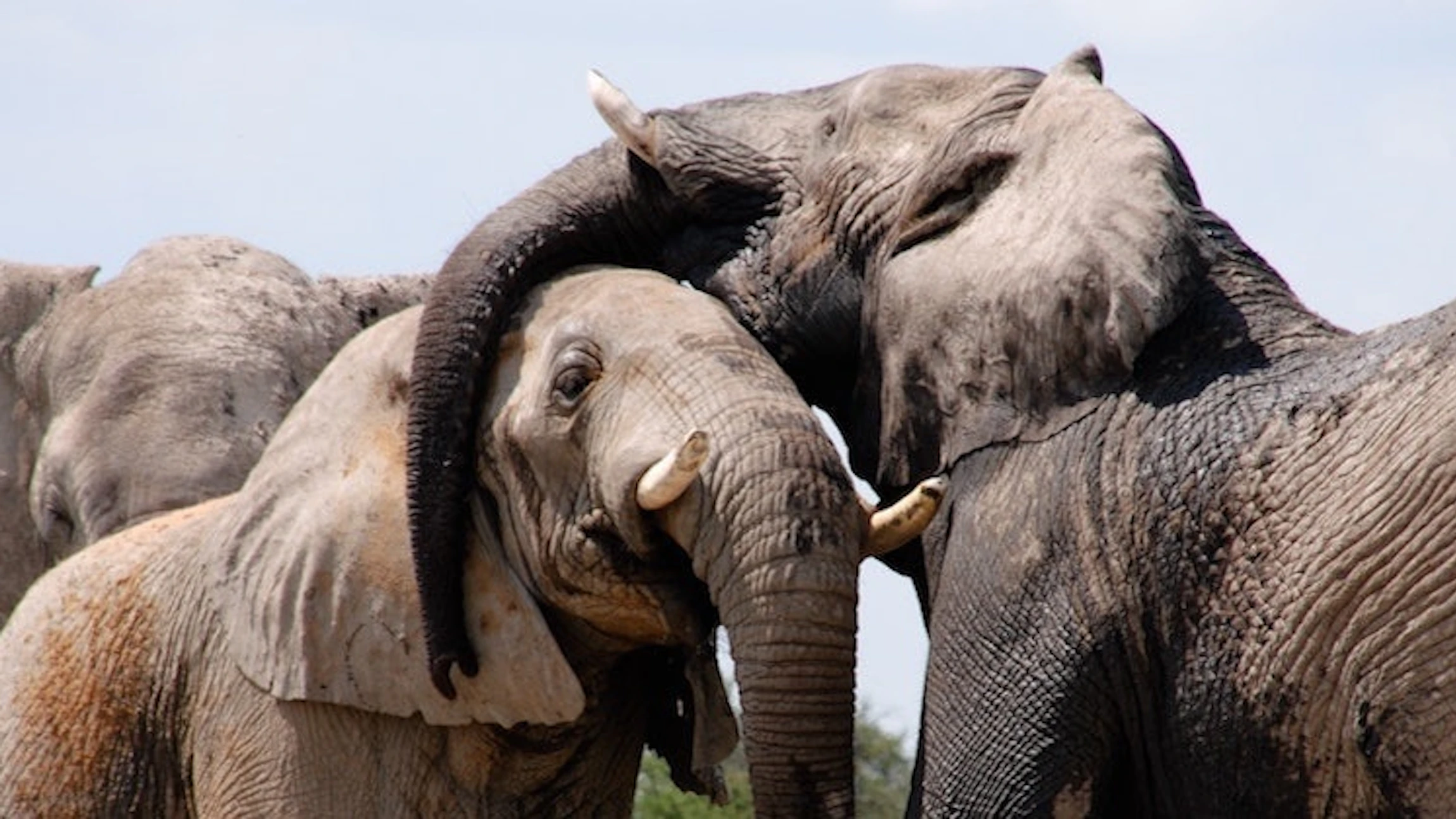 Red de bedreigde Afrikaanse fauna