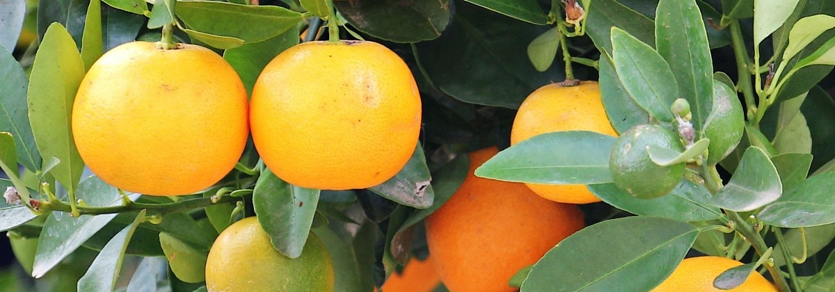 Hoeveel vitamine C zit er in fruitsap?