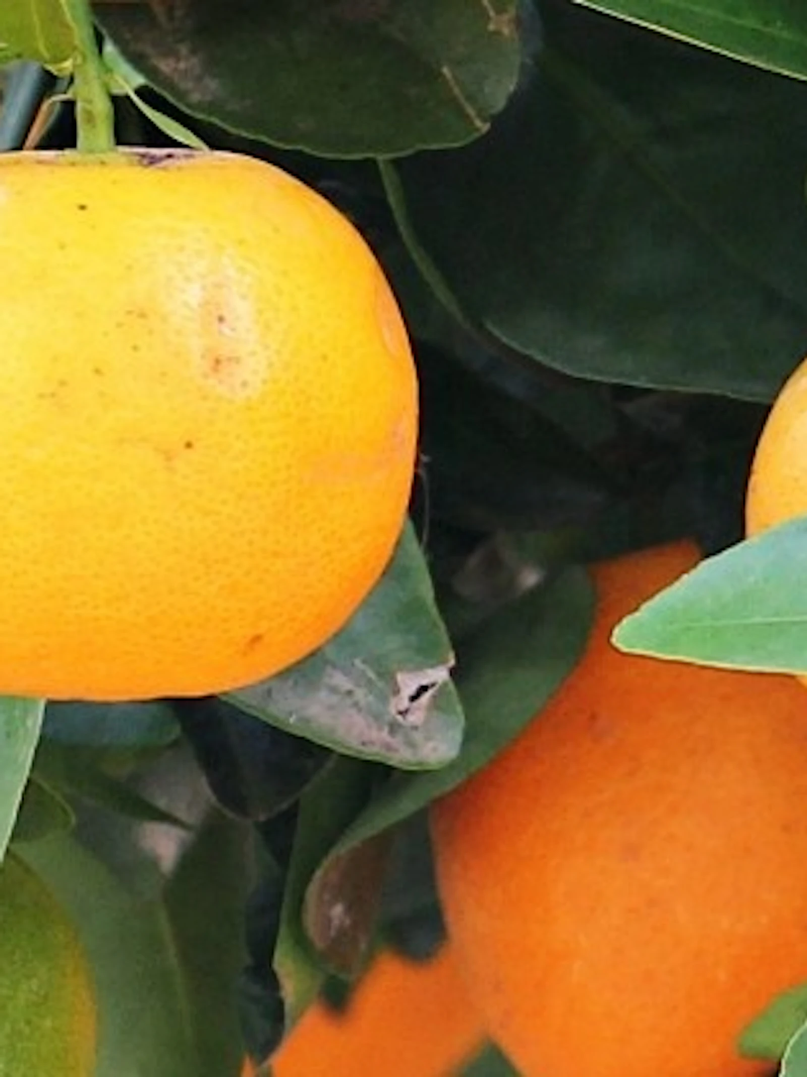 Hoeveel vitamine C zit er in fruitsap?