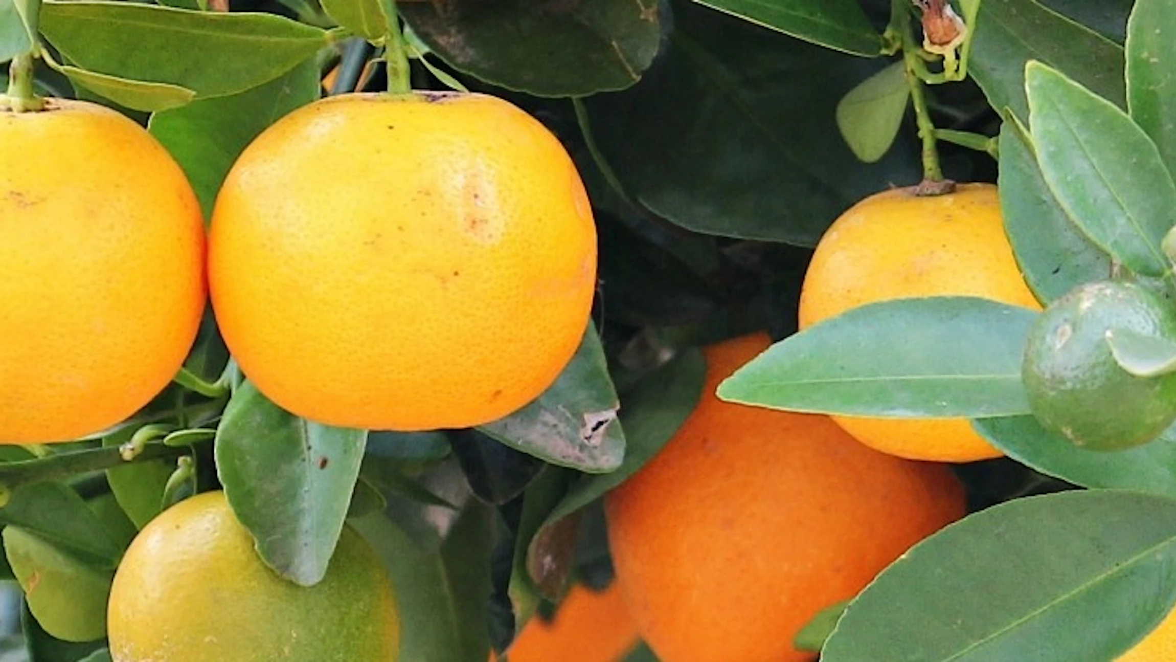 Hoeveel vitamine C zit er in fruitsap?