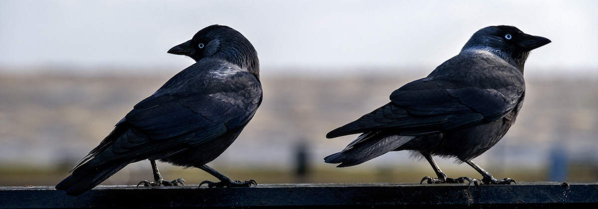 Observeer vogels als een bioloog
