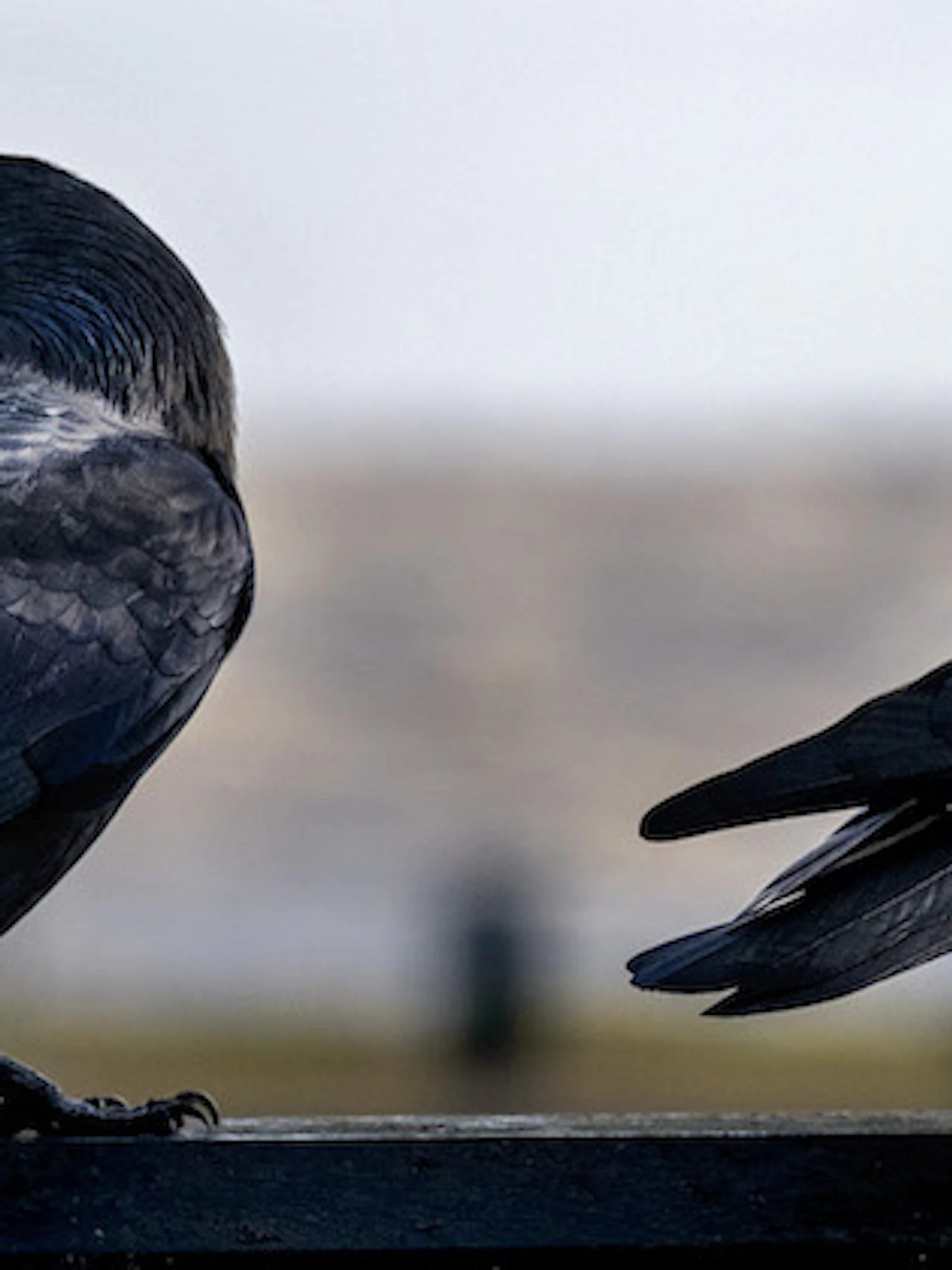 Observeer vogels als een bioloog