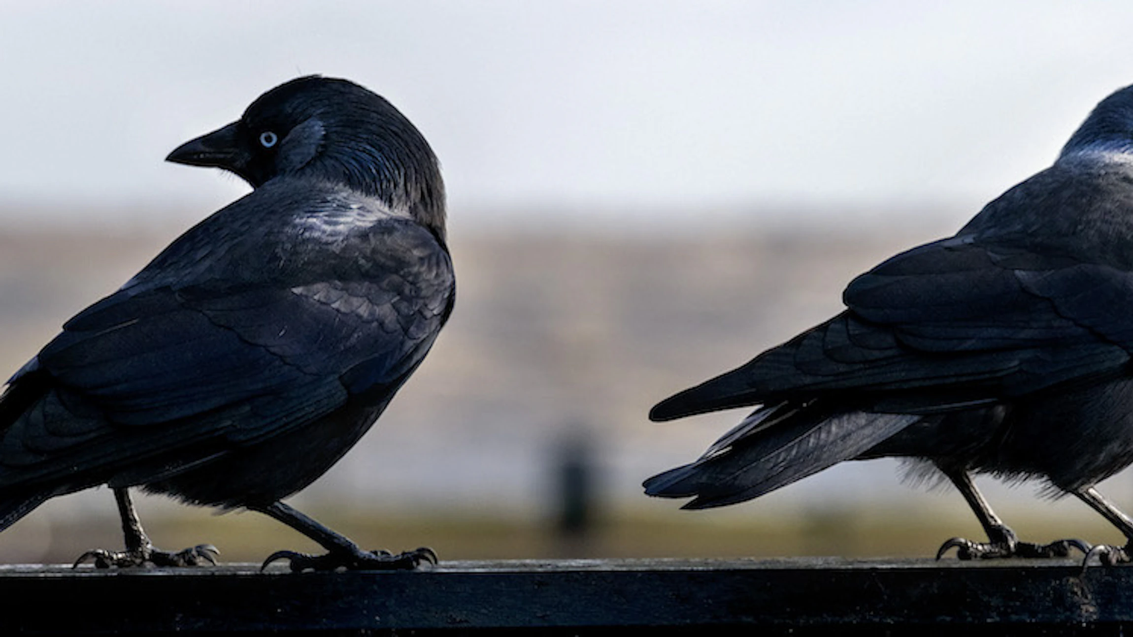 Observeer vogels als een bioloog