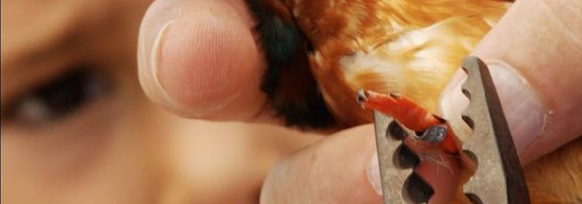 Zo word je een vogelringer