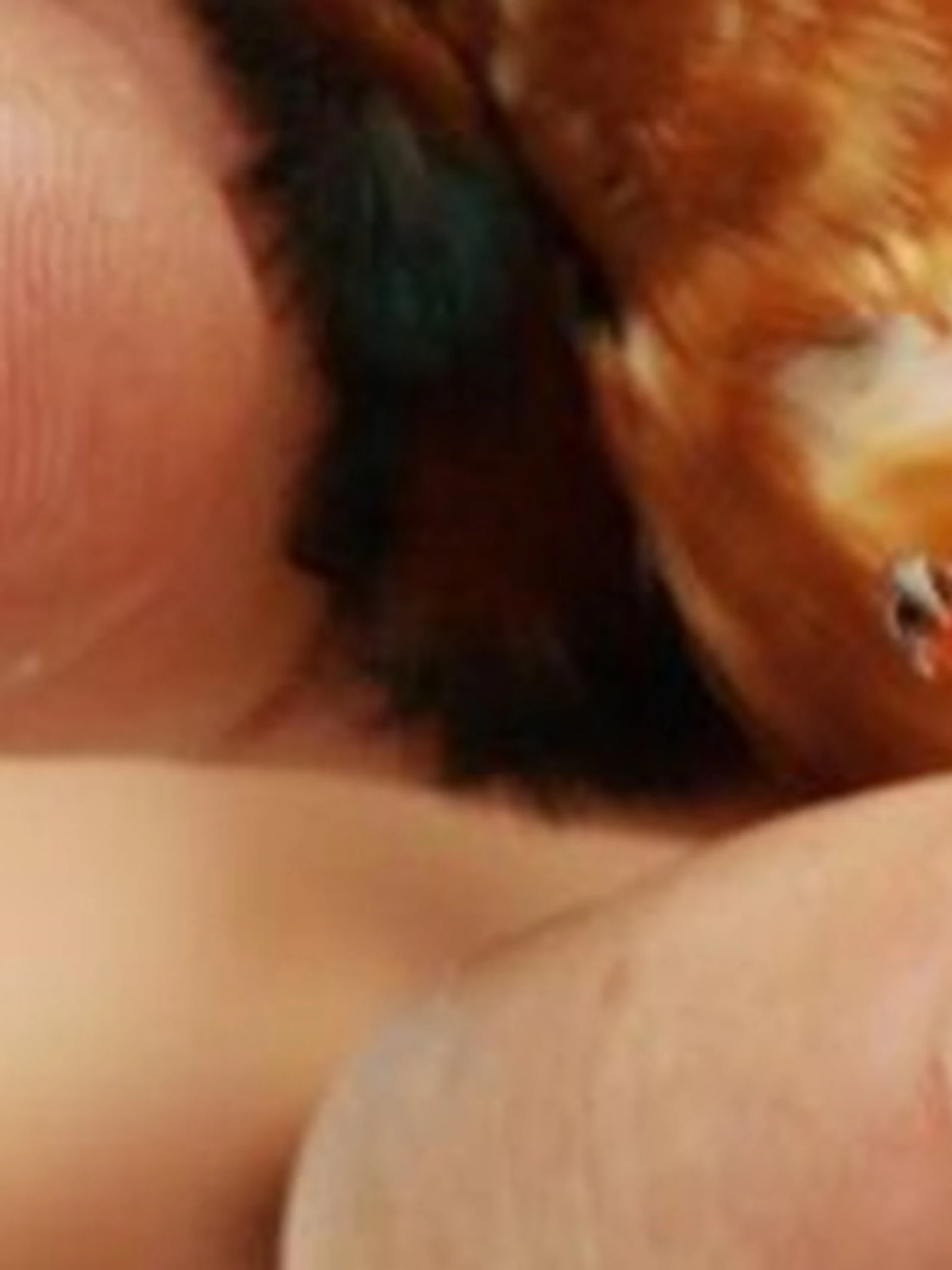 Zo word je een vogelringer