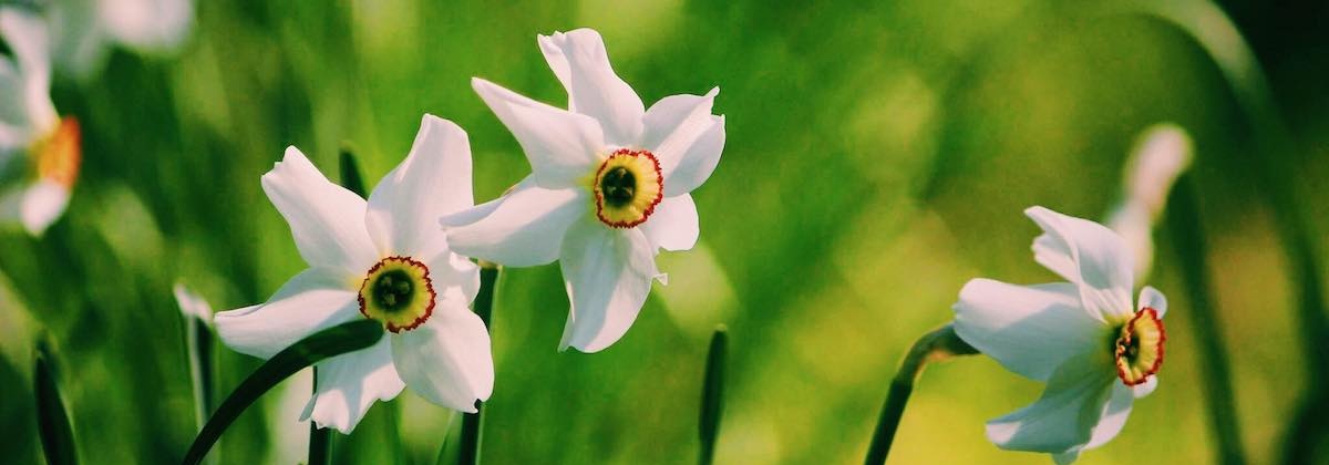 Maak van jouw tuin een lab