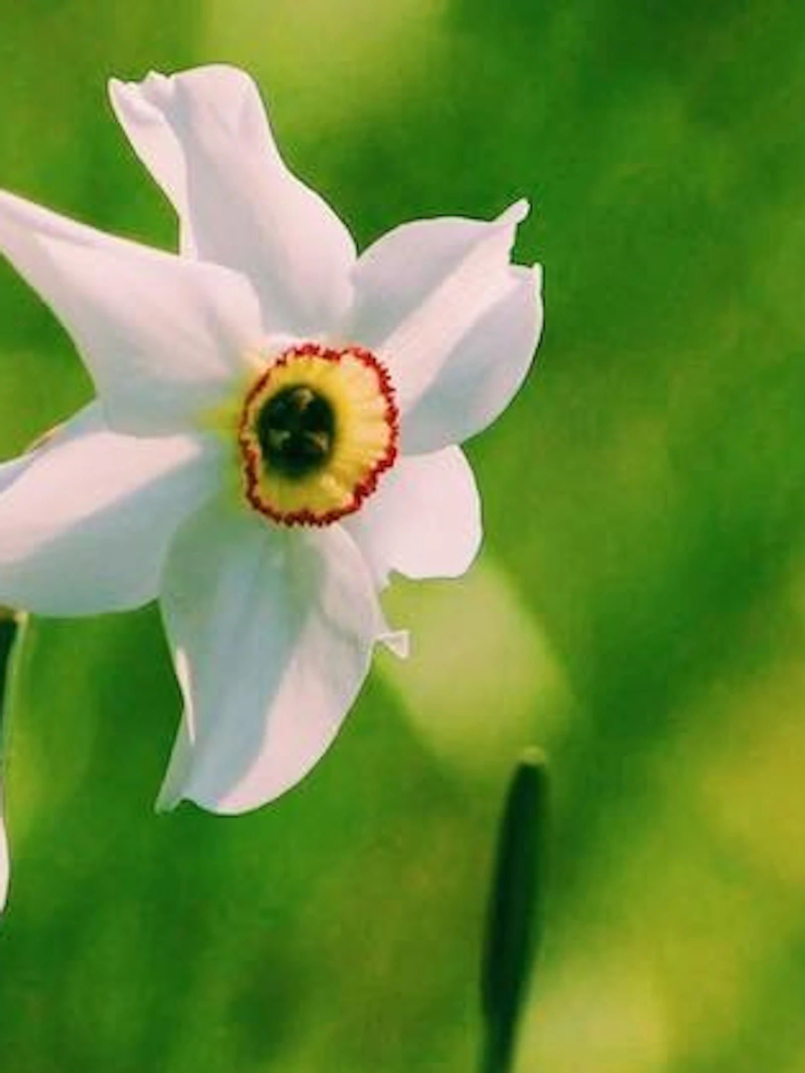 Maak van jouw tuin een lab