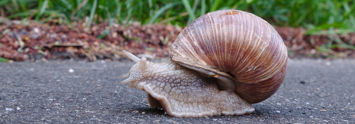 Kijk binnen in een slakken-ei