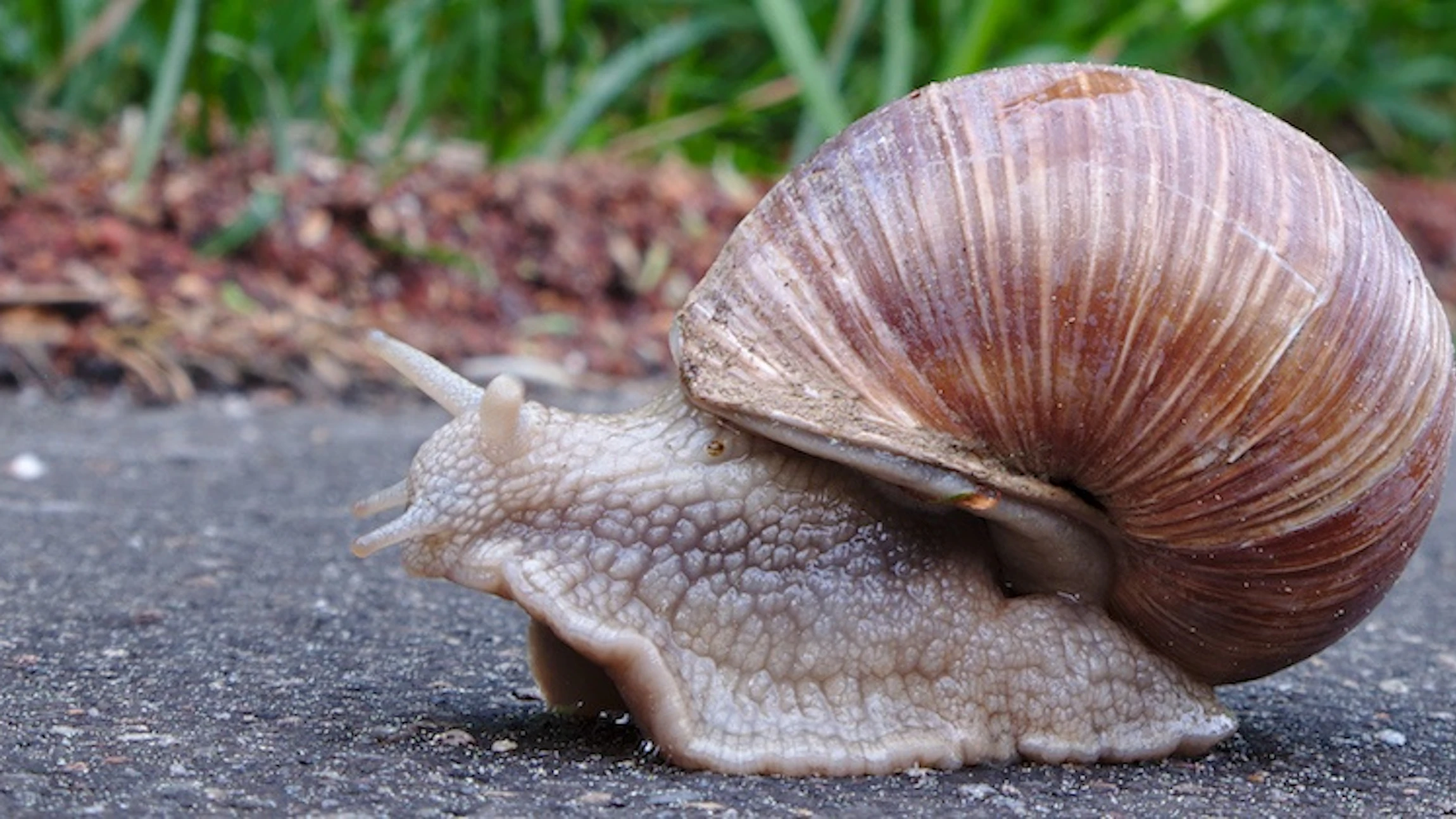 Kijk binnen in een slakken-ei