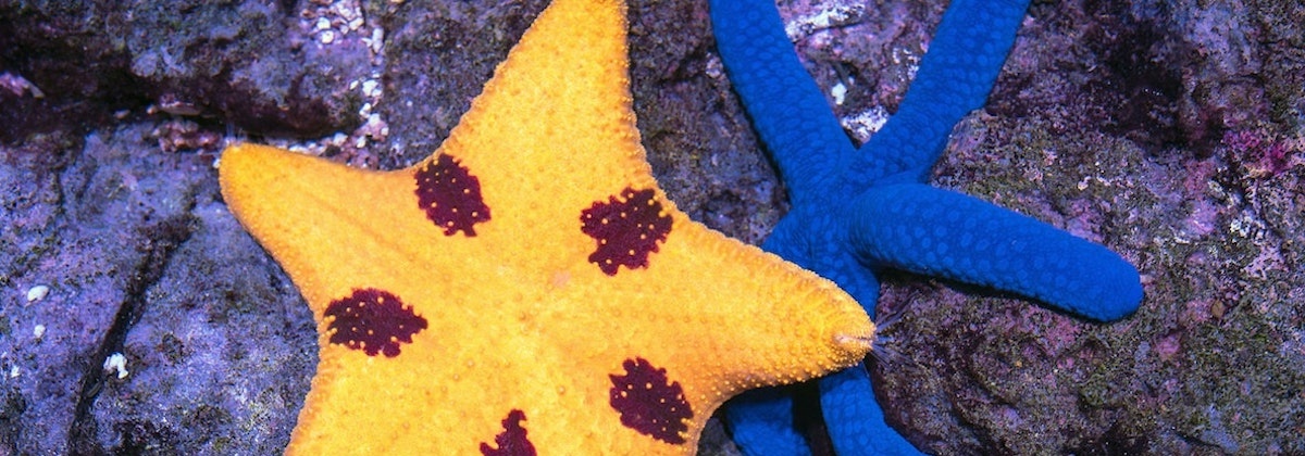 Wat leeft er in de zee?
