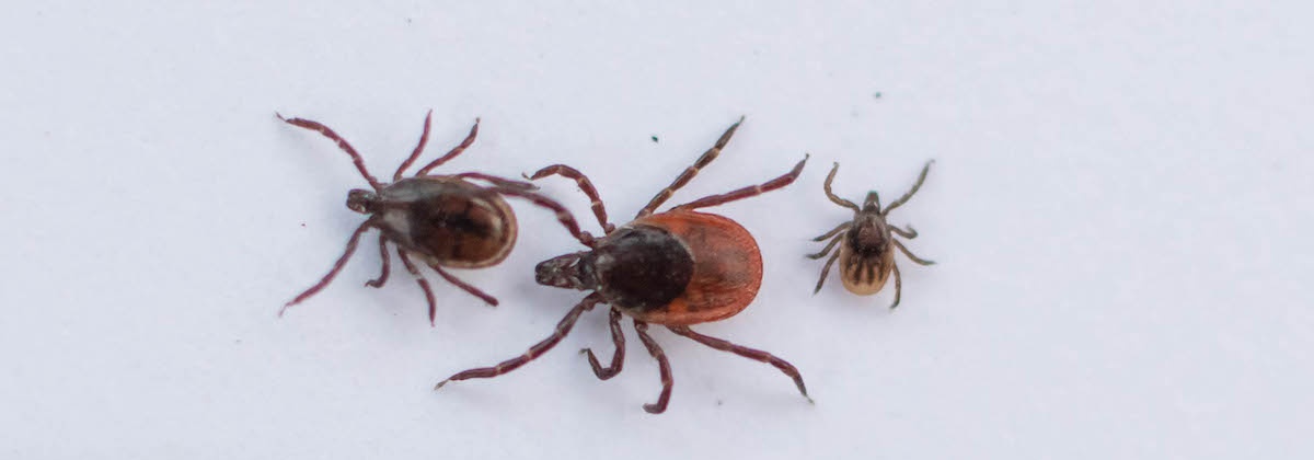 Op zoek naar teken in je tuin