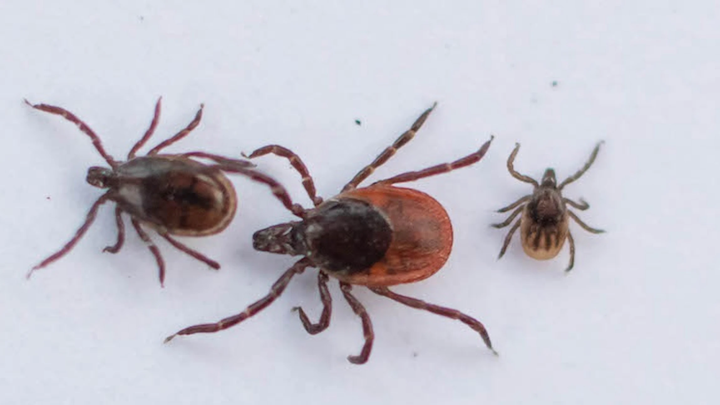 Op zoek naar teken in je tuin