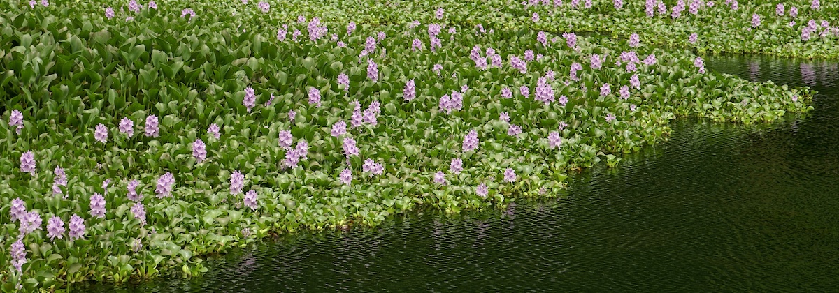 Op zoek naar schadelijke waterplanten