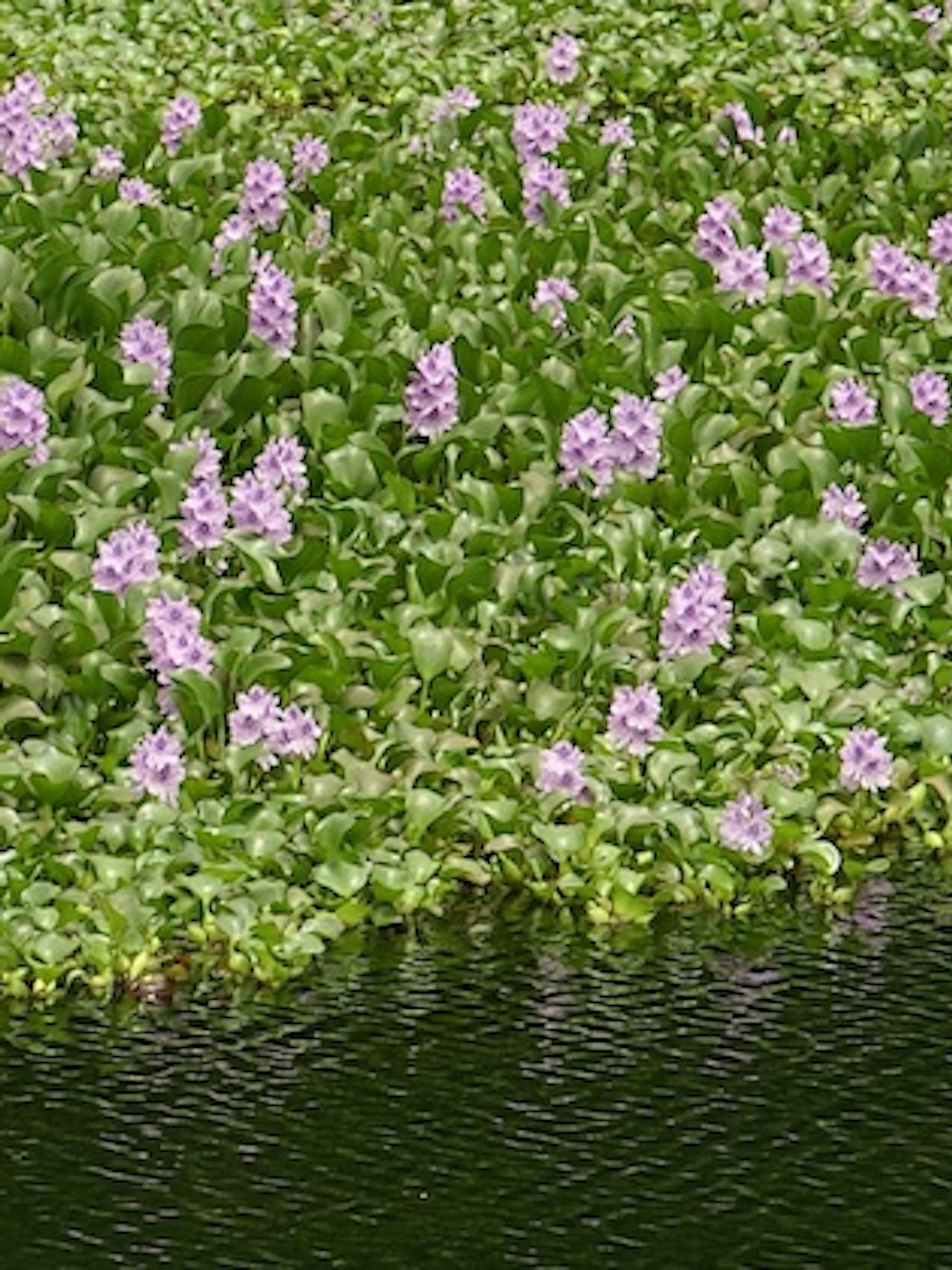 Op zoek naar schadelijke waterplanten