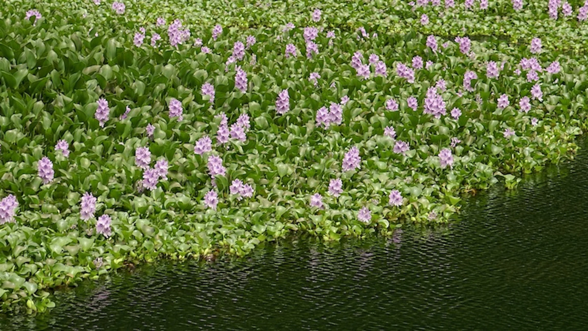 Op zoek naar schadelijke waterplanten