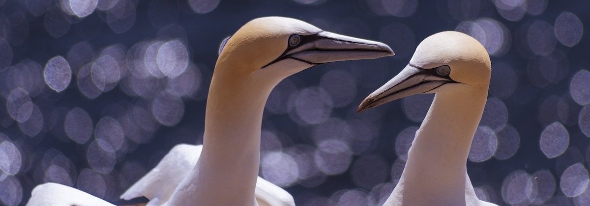Wat zeggen zeevogels?
