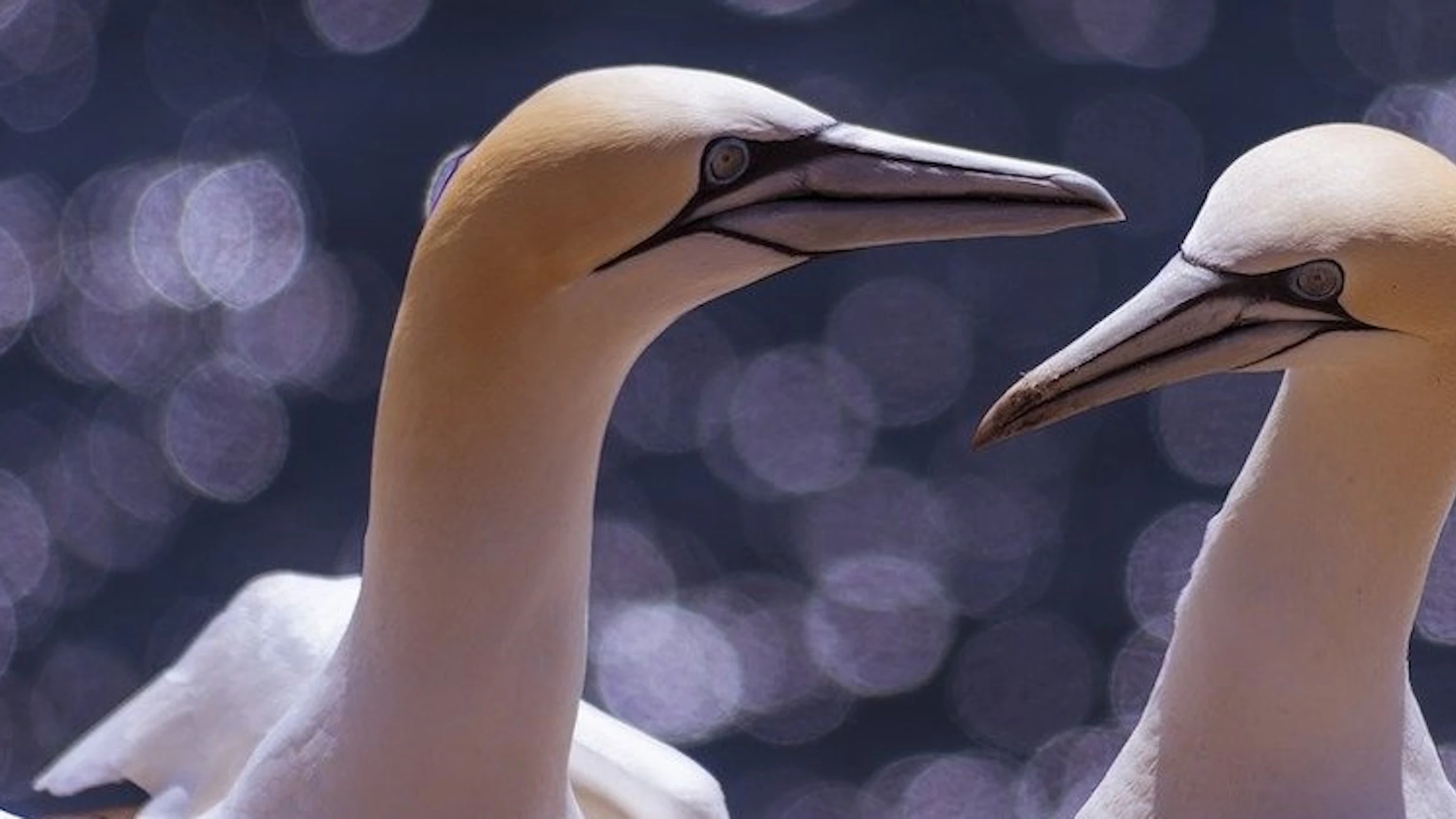 Wat zeggen zeevogels?