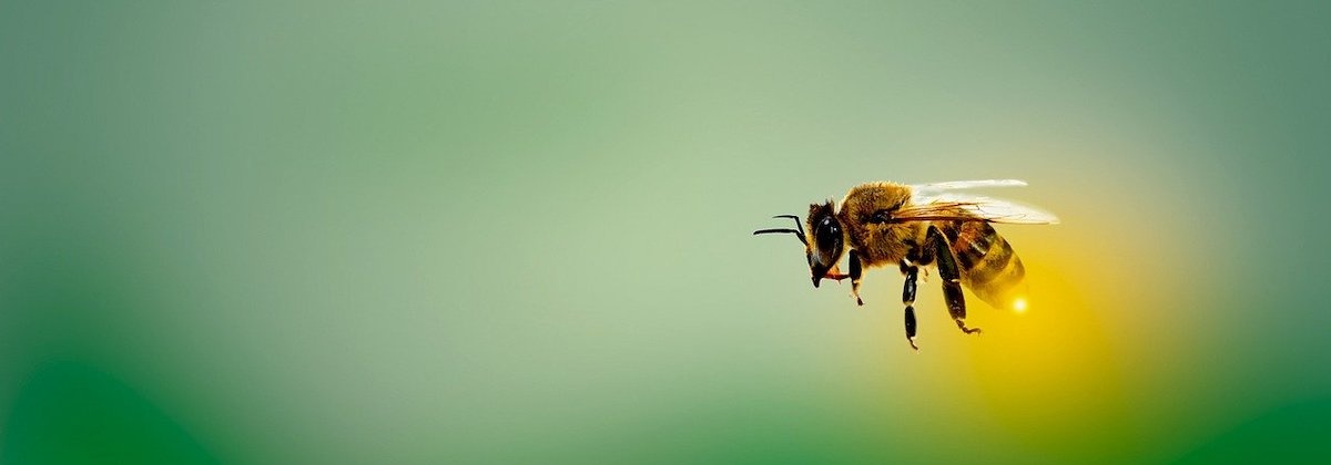 Over bloemetjes en bijtjes