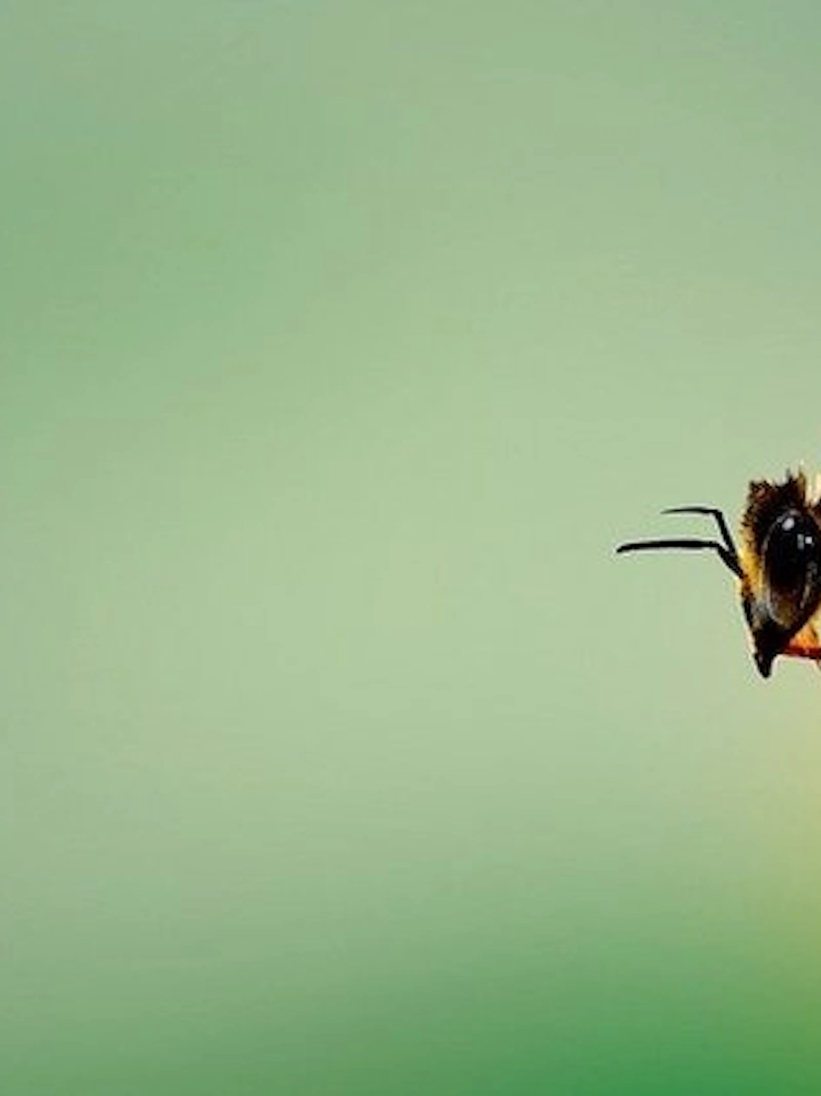 Over bloemetjes en bijtjes